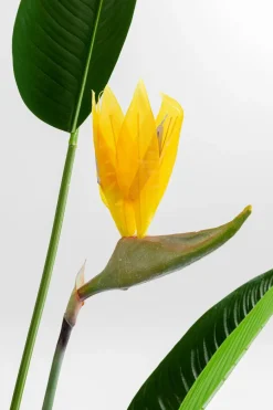 Discount Deko Pflanze 51684 Paradise Flowers Grünpflanzen|Dekofiguren Tiere & Pflanzen