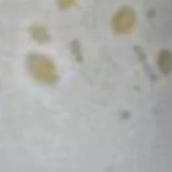 Fürstenhof Eierbecher Sofia