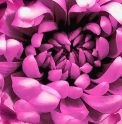 Hot Kissen Dahlia 45 x 45 cm Dekokissen|Dekokissen & -Bezüge