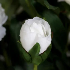 Grünpflanzen|Kunstblume Päonien-Arrangement 66 cm