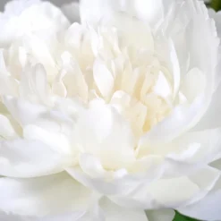 Grünpflanzen|Kunstblume Päonien-Arrangement 66 cm