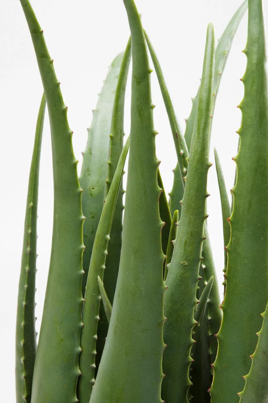 KARE DESIGN Kunstpflanze Aloe 60724