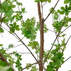 Kave Home Grünpflanzen|Kunstpflanze Enkianthus