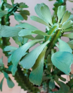 Kunstpflanze Euphorbia 88 cm