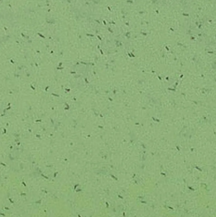 Koziol Vorratsdosen|Lunchbox Pascal Ready 4tlg