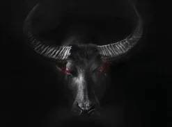 EUROART Bilder Ohne Rahmen|Wandbild 100 x 135 cm Black Taurus