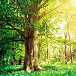 Online Wandbild 30 x 30 cm Green trees II Bilder Nach Themen