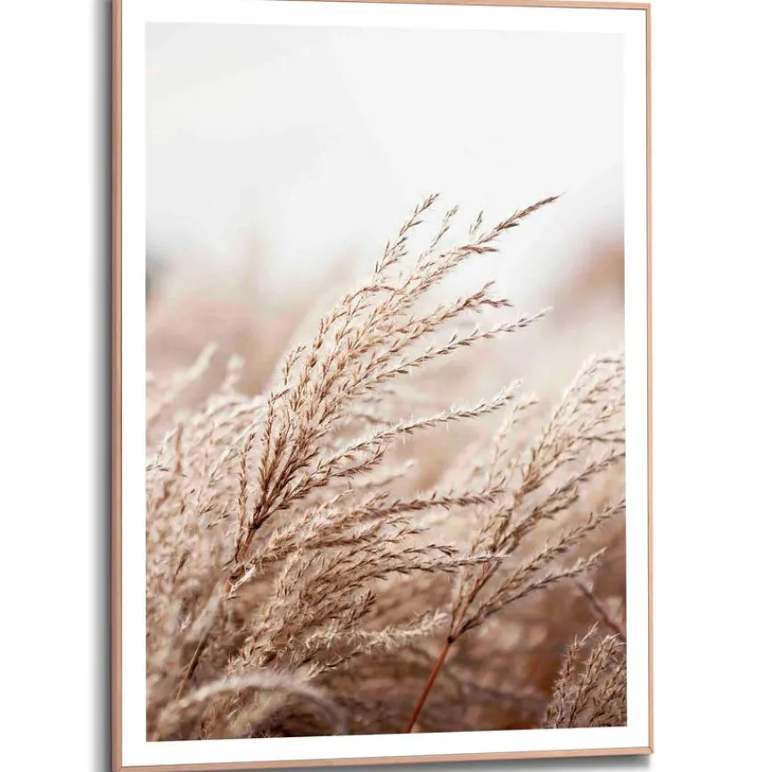 Reinders Bilder Mit Rahmen|Bilder Nach Themen|Wandbild 50 x 70 cm Gräser