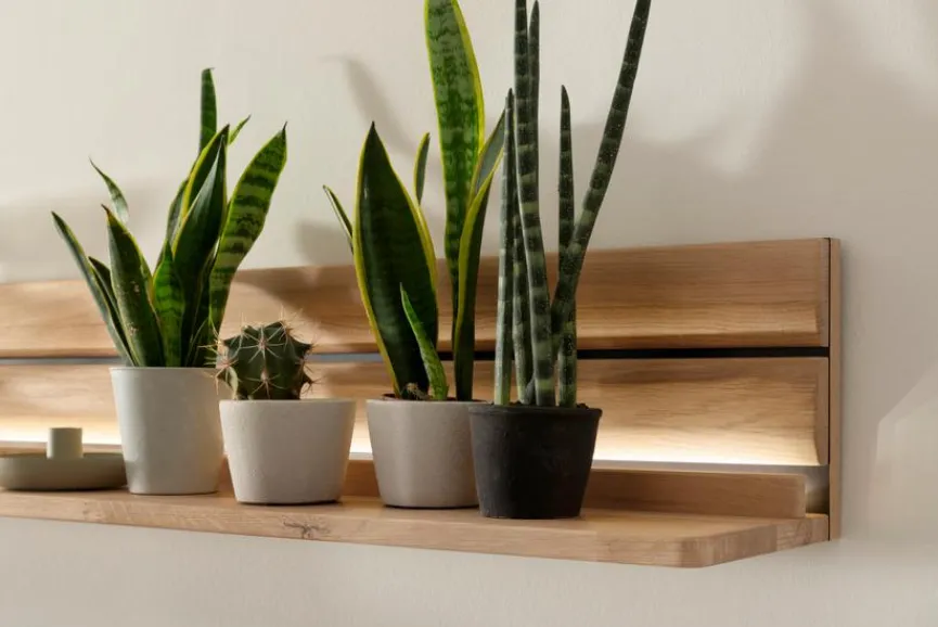 Wandboard Girona Regale