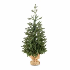 Online Weihnachtsbaum Zwergfichte 90 cm Für Den Weihnachtsbaum